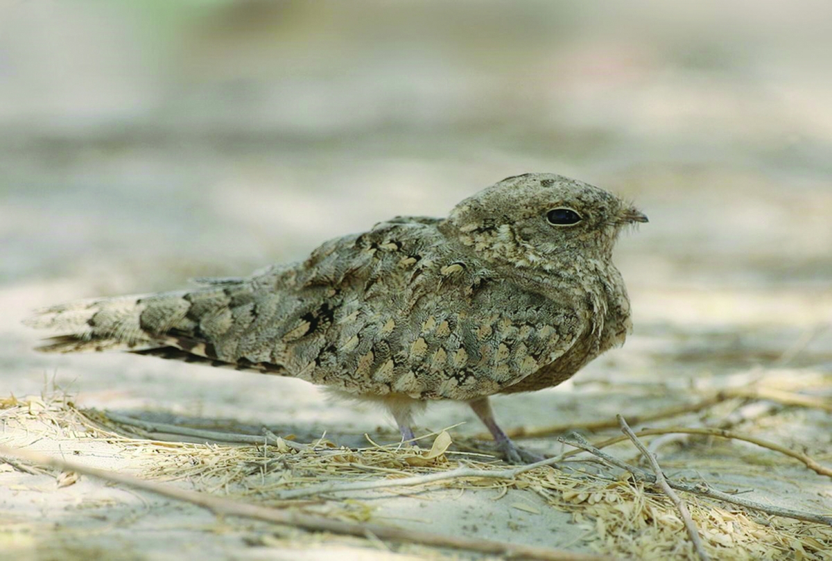 


مسهي الرعيان... في بر الكويت 