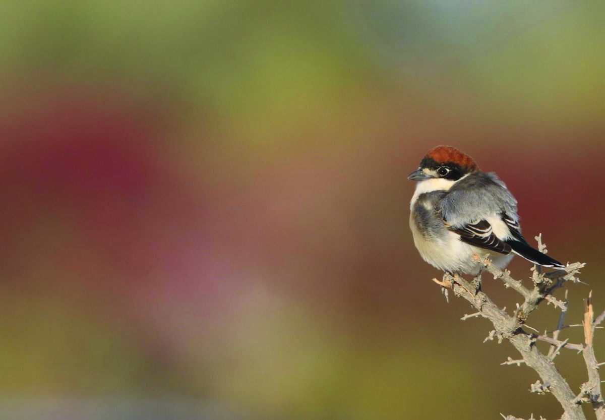 


طائر القحافي 