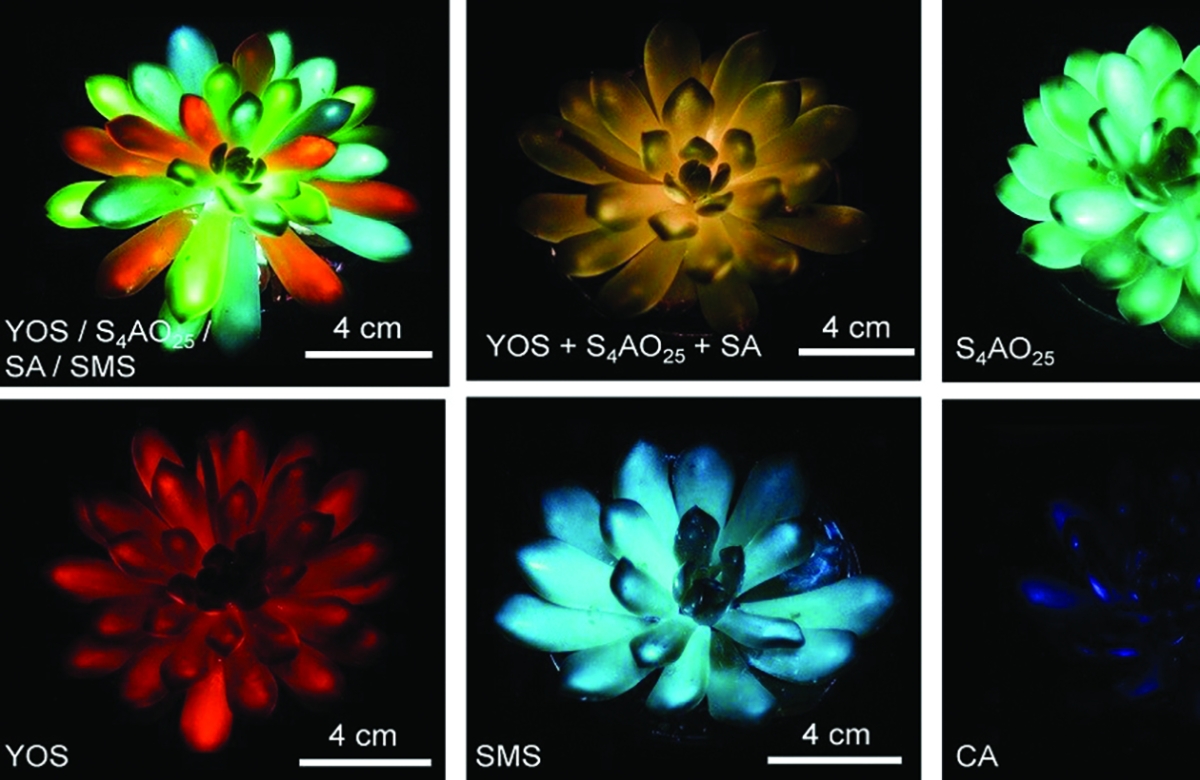 النباتات المبتكرة... أصدرت ضوءاً لمدة تصل إلى ساعتين