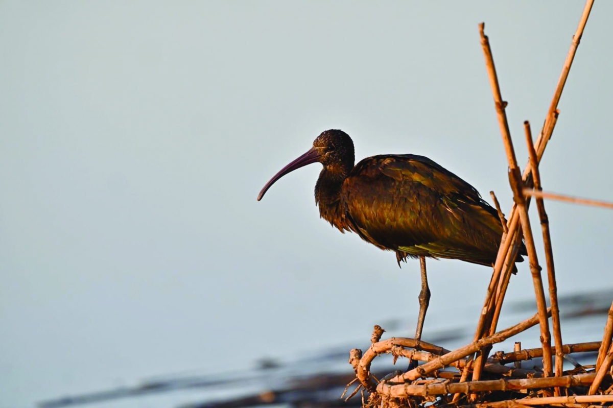 أحد الطيور الزائرة للبلاد