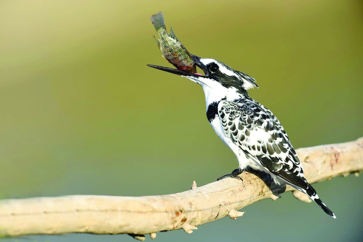 تناول الطعام