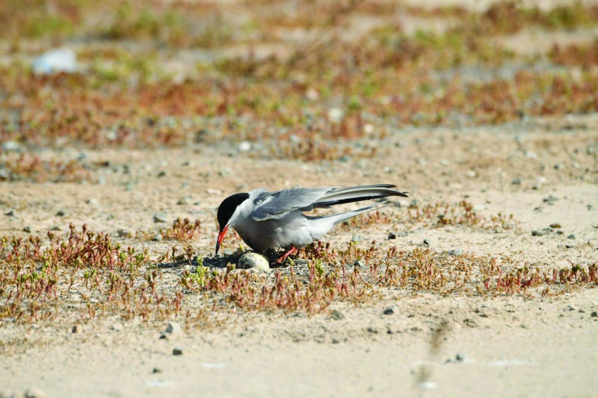 طائر يحمي بيضه من حرارة الشمس