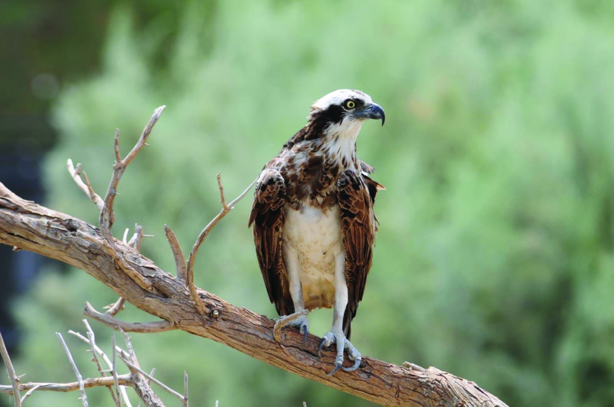 استراحة محارب