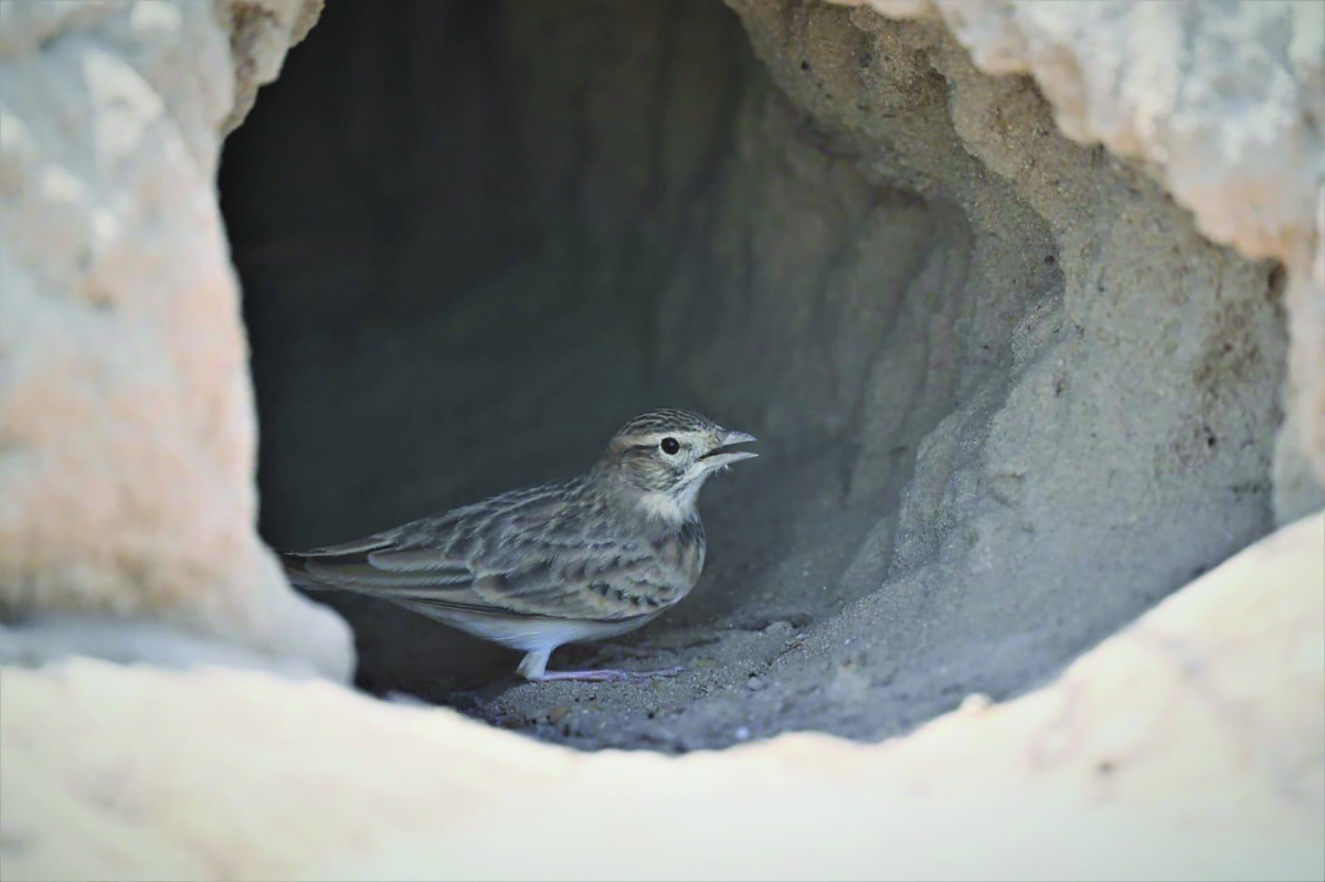 اختباء من حرارة الشمس