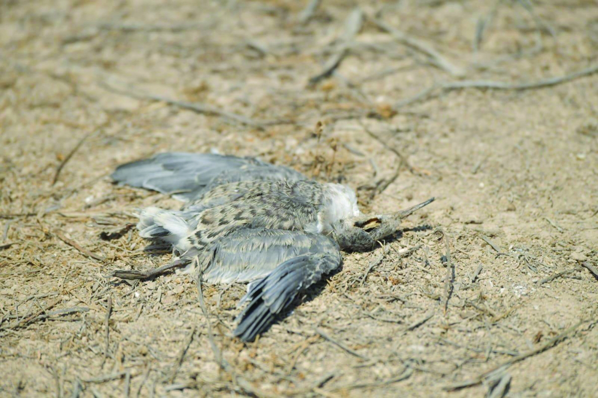 نفوق طائر بسبب الإجهاد الحراري