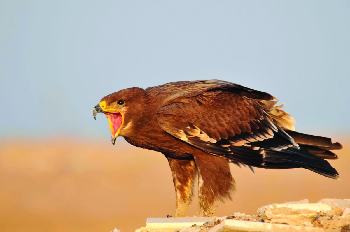 إرهاق من الحرارة 