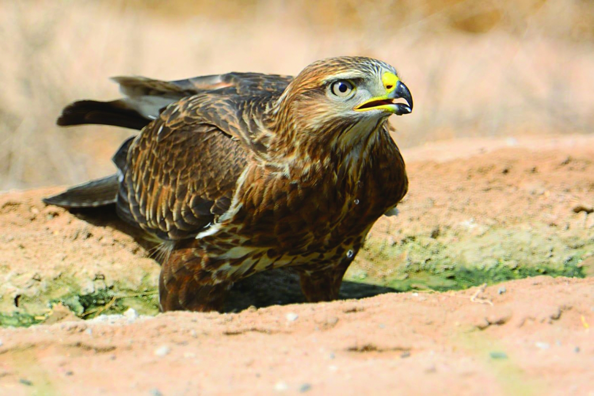 الحرارة تُهدد حياة الطيور