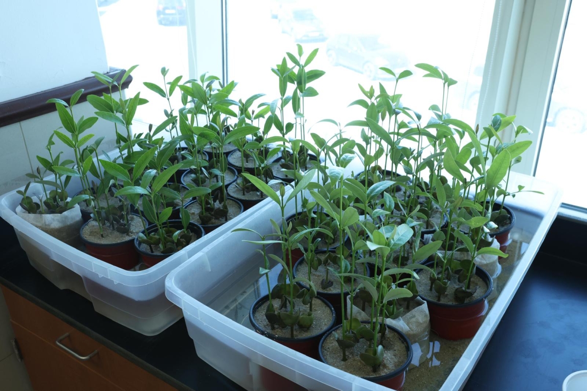 شتلات القرم 