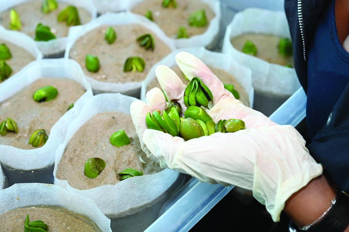 


بذور القرم تنتظر النمو لنقلها إلى محمية الجهراء 