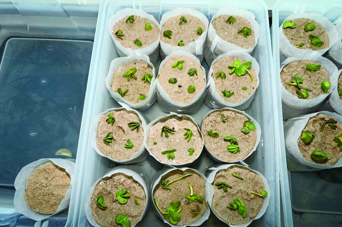 البذور حلم سيتحقق بتحولها لنباتات كاملة النمو 