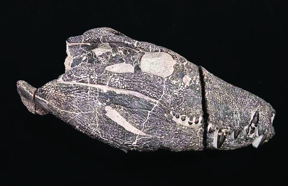 حفرية الجمجمة التي عثر عليها العلماء