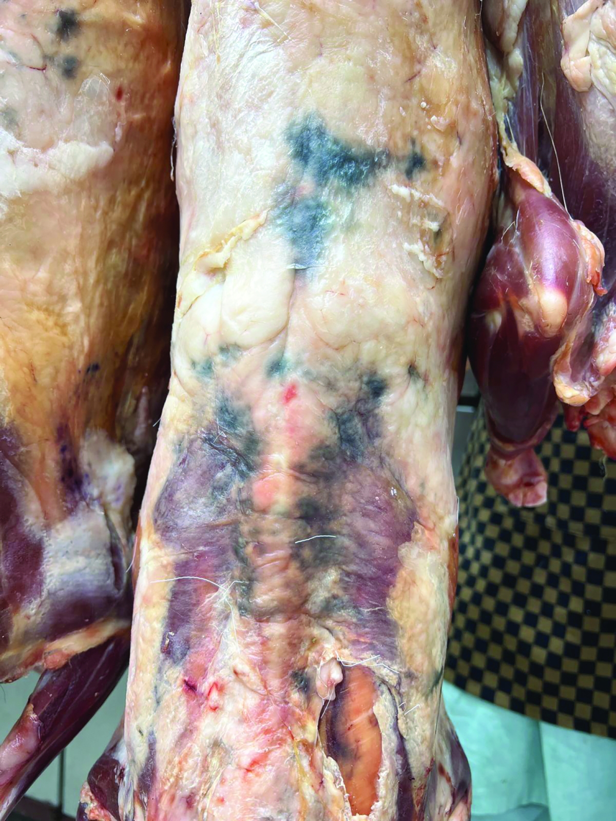 


فطريات واضحة 