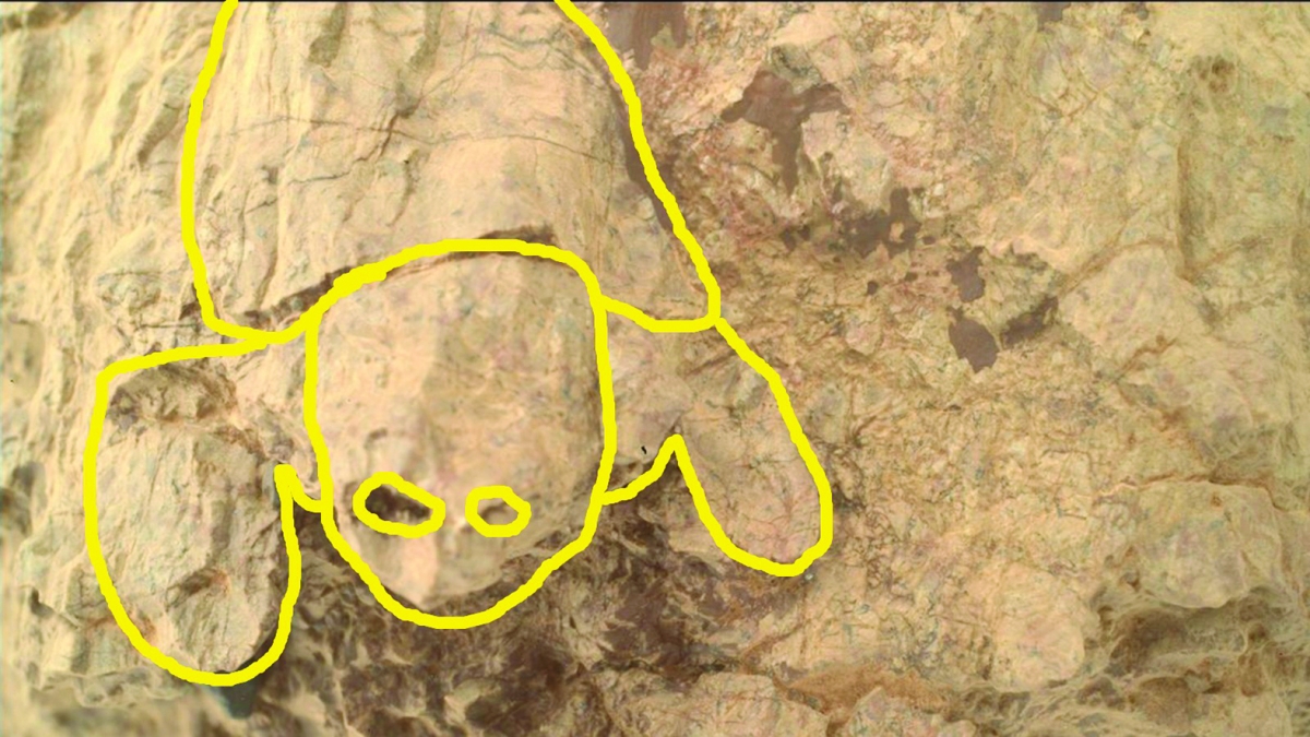 


صخرة كقوقعة سلحفاة 