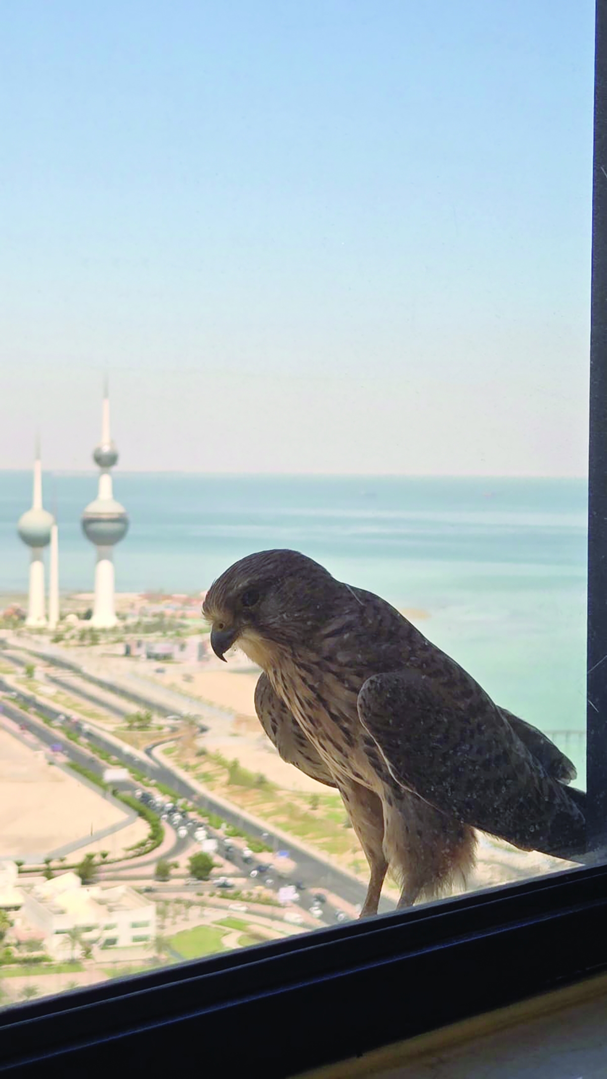 (بعدسة محمد جاسم)