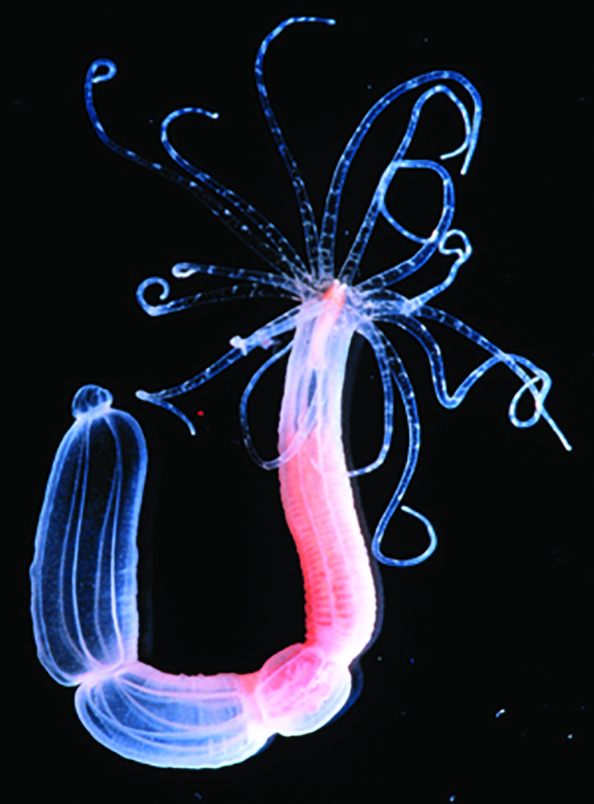 


الأخطبوط البحري الأحمر 