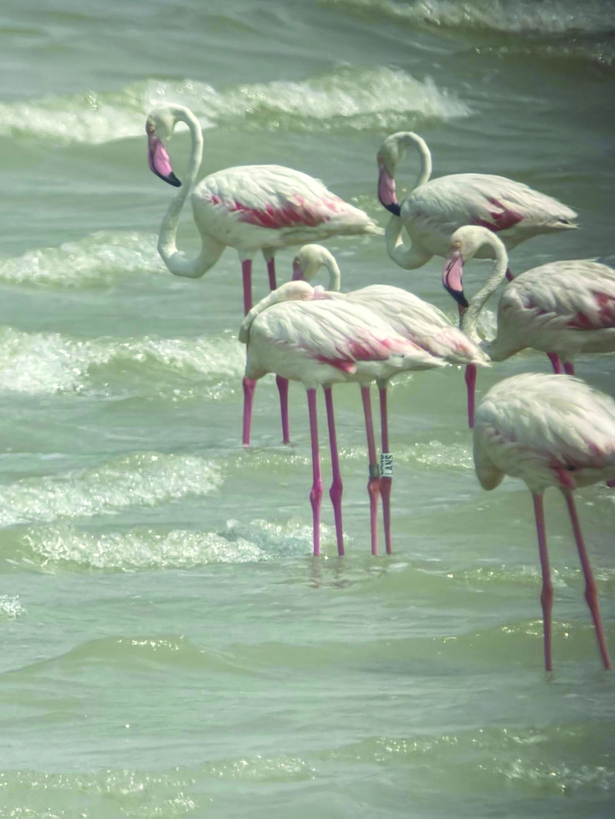 أنثى الفلامنغو المحجّلة في محمية الجهراء 