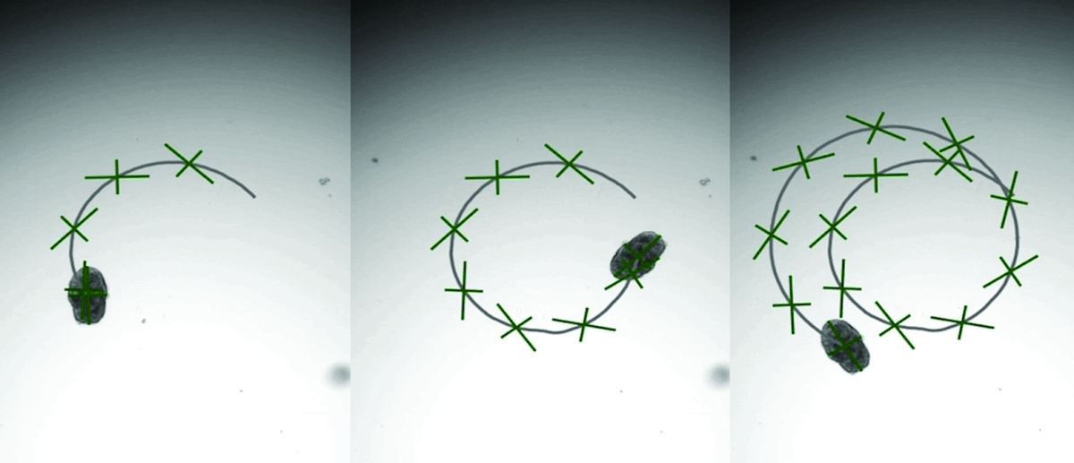 روبوتات «أغروبوتس» تعمل كـ«منظِّفات خلوية ذكية وموجَّهة»