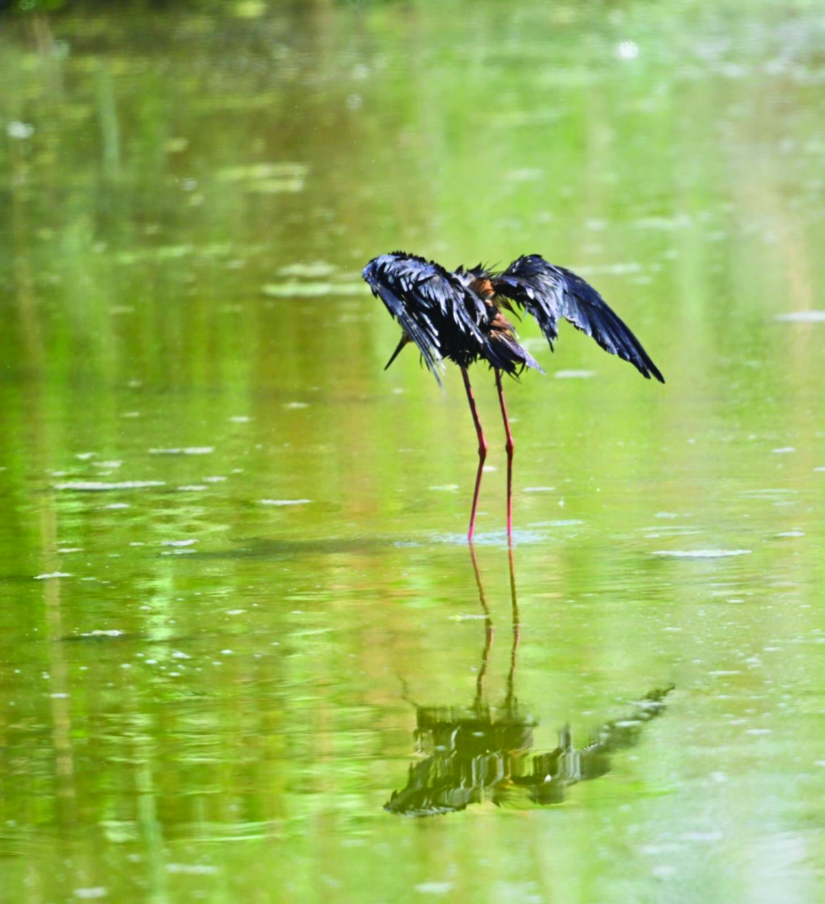 


آثار نفط على أحد الطيور 