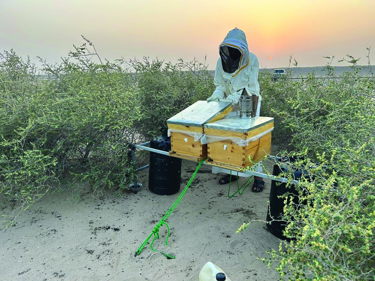 


أول عسل سدر بري فياض كويتي 