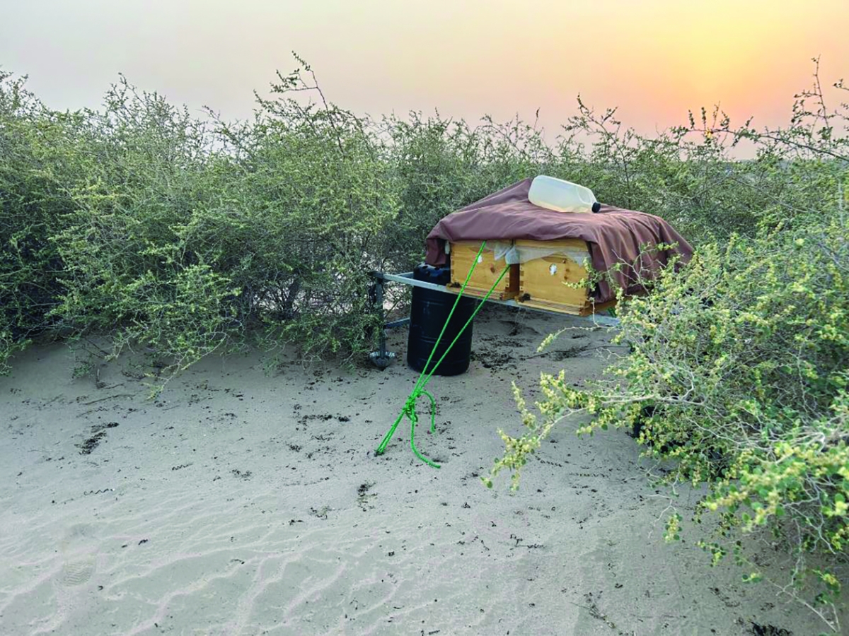 


جهود لتحويل فيضة السديرات لأول مقصد سياحي صحراوي 