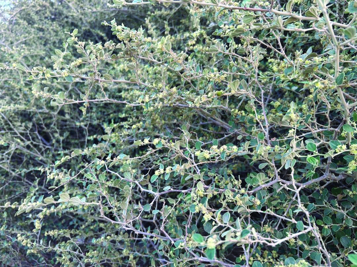 فيضة السديرات تحولت بعد خمس سنوات لأول غابة لأشجار السدر في البلاد