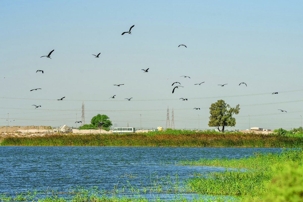 تحول بيئي لافت 