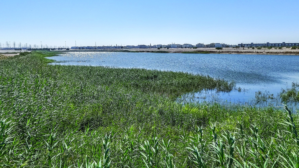 أمطار موسمية تعيد النبض إلى أرض قاحلة