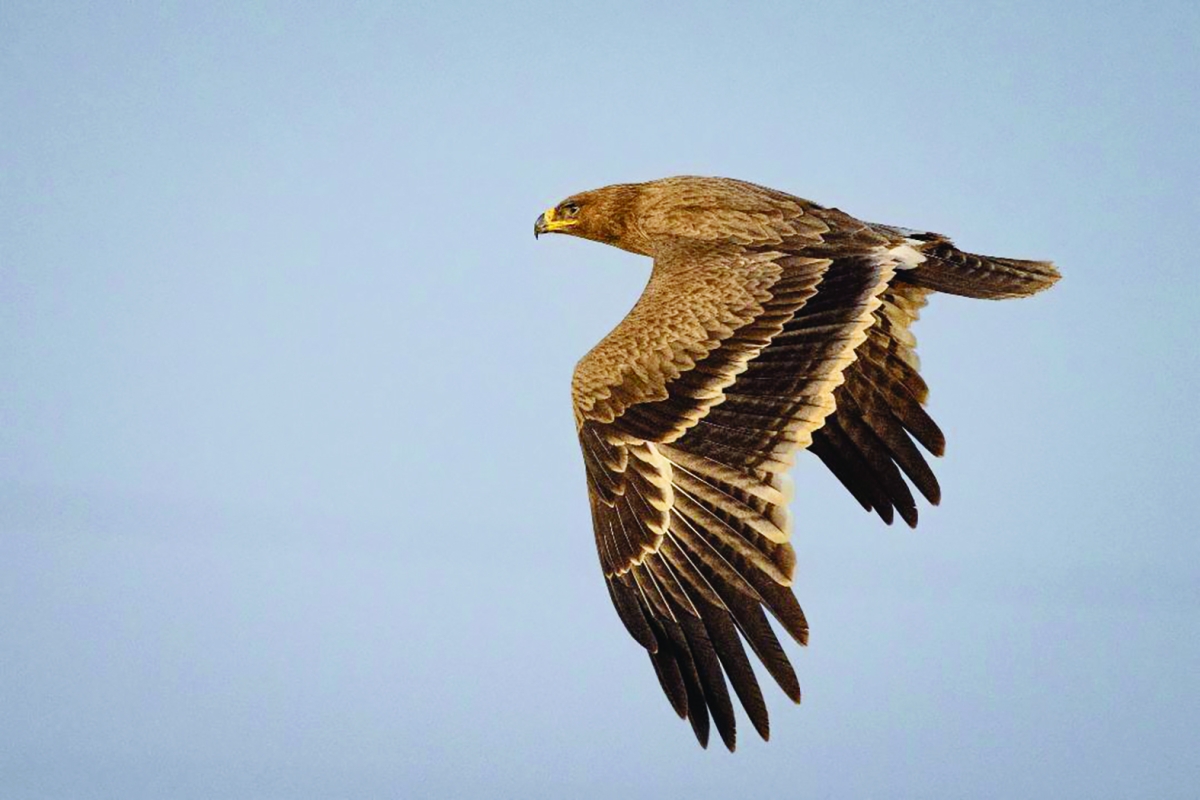 سماء الجديليات تتزين بعقاب البادية      (صورة لـ«الراي» بعدسة عبدالله الزيدان)