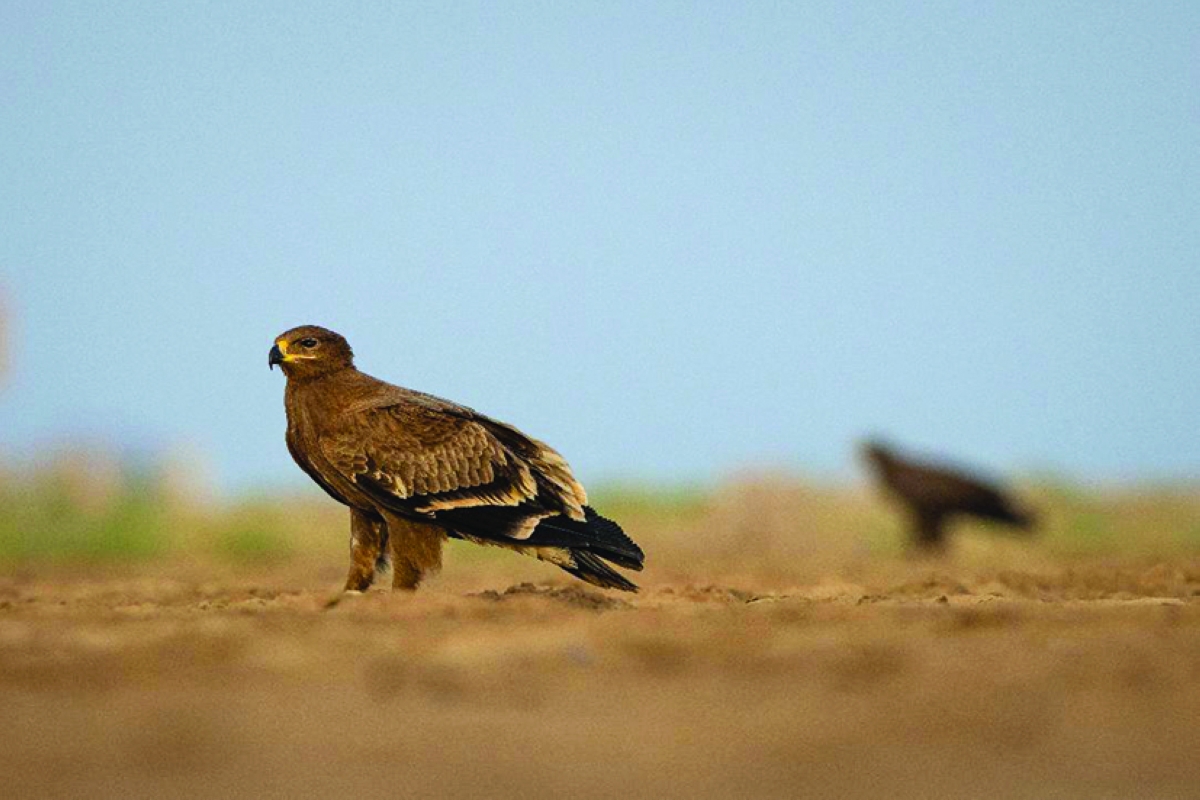 الكويت ملاذ آمن لعقبان البادية الآتية من آسيا وأوروبا