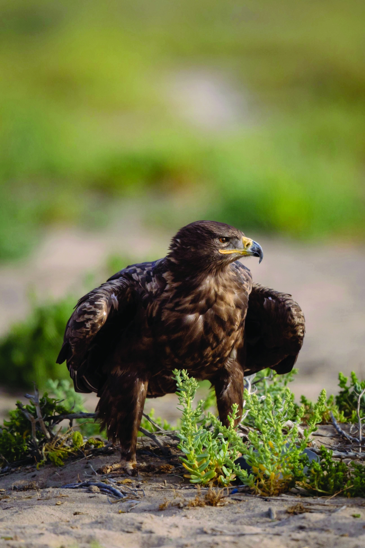 تهديدات تواجه هذا النوع من الطيور الجارحة 