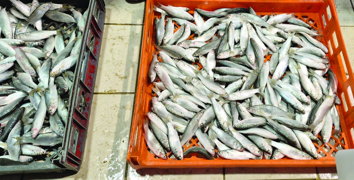 


توافر الميد مع تحسن الأجواء 