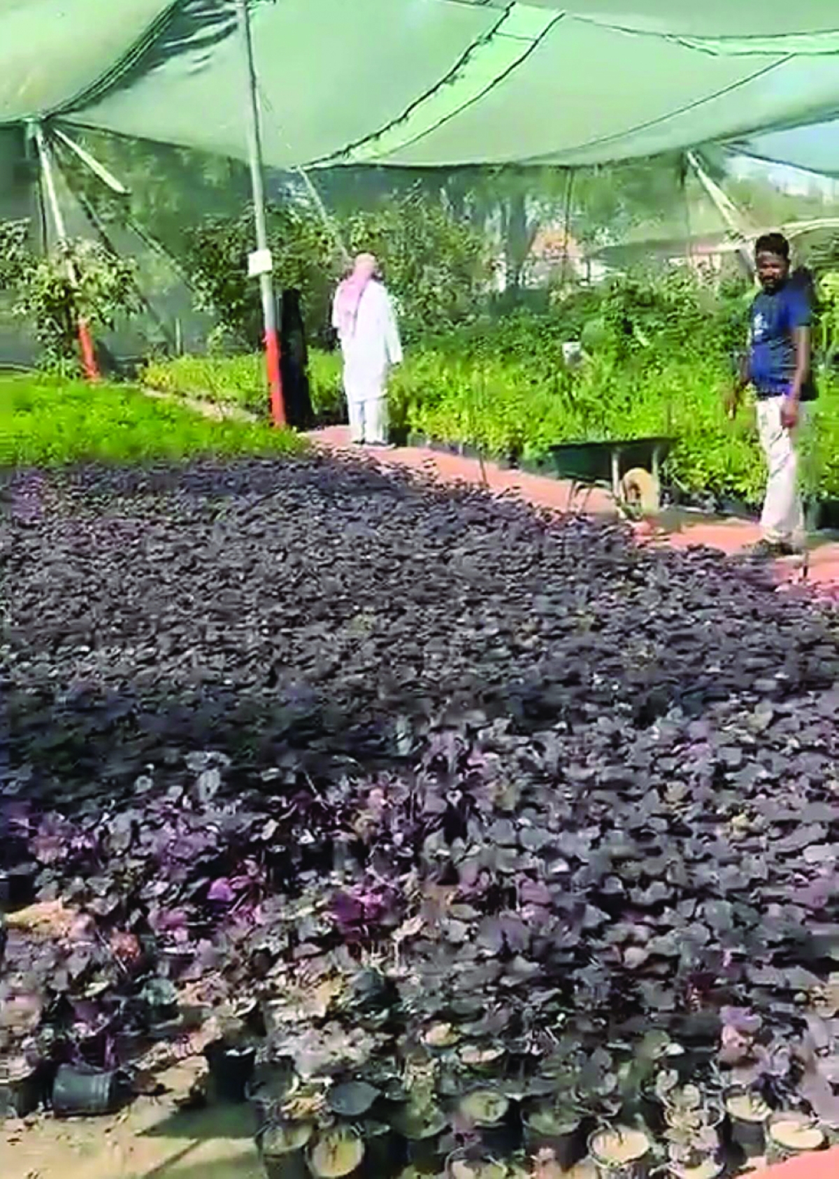 


شتلات وزهور متنوعة بأسعار مناسبة 