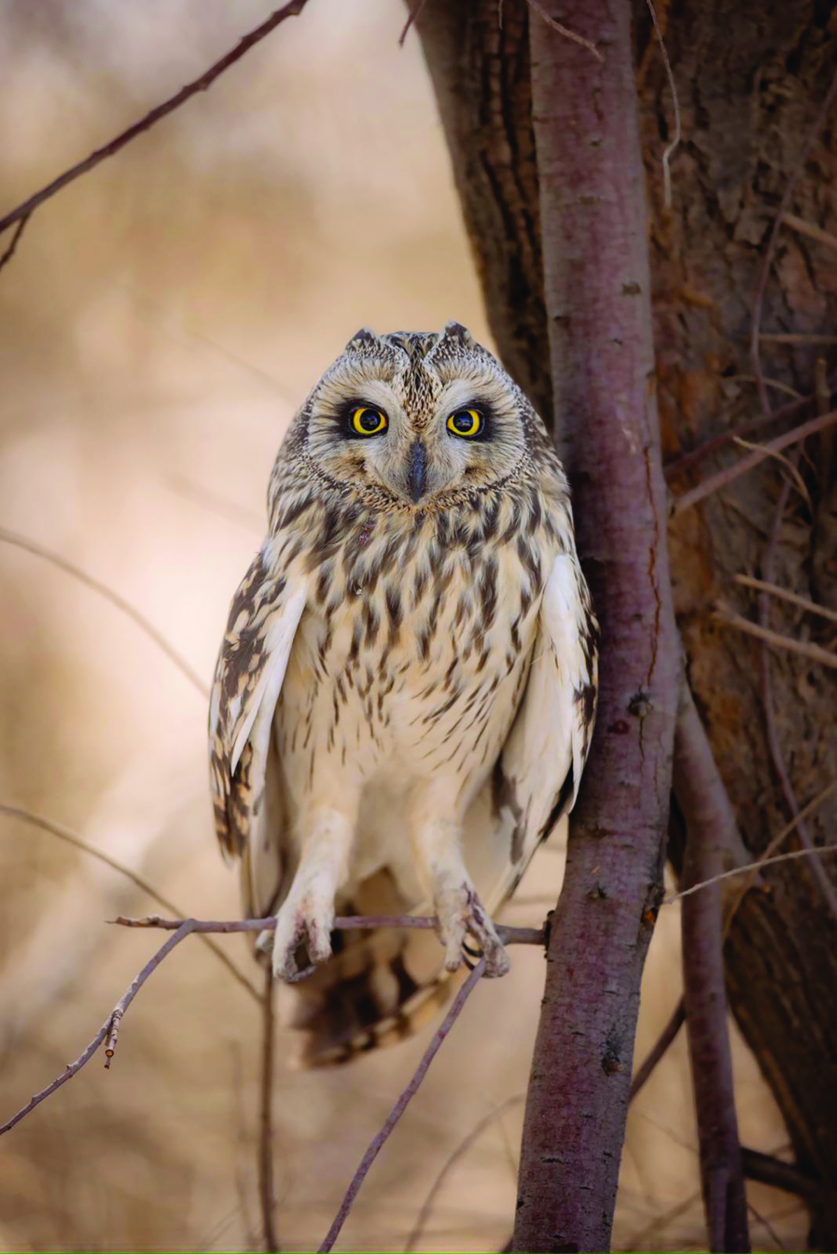 


الضيف الشتوي 