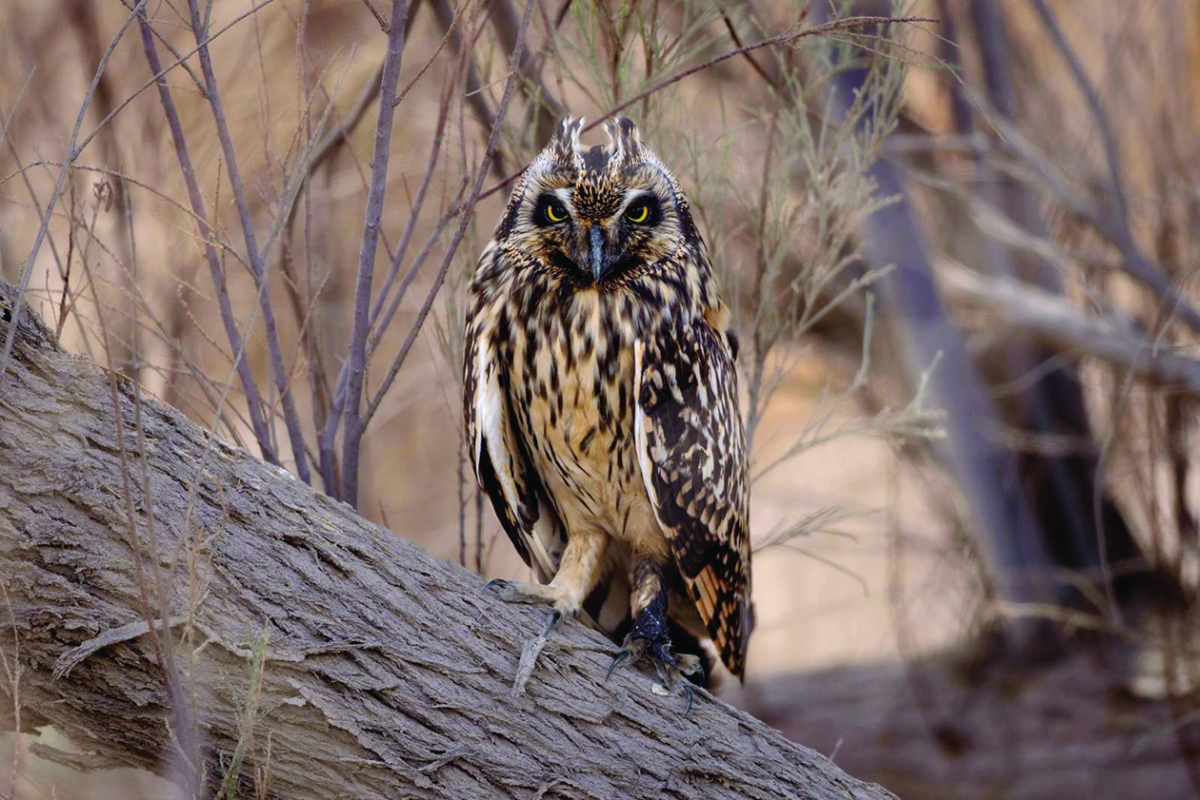 


البومة قصيرة الأذن 