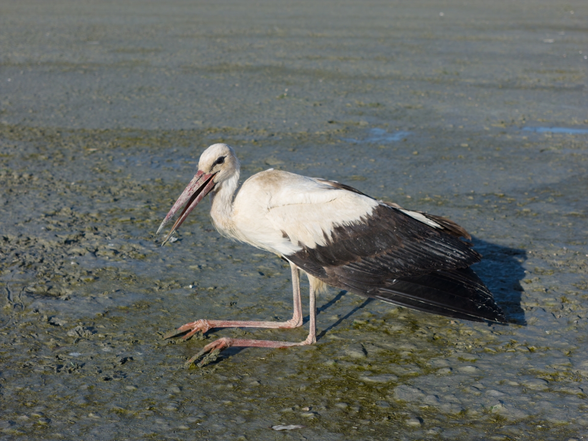 القوة بدأت تضعف