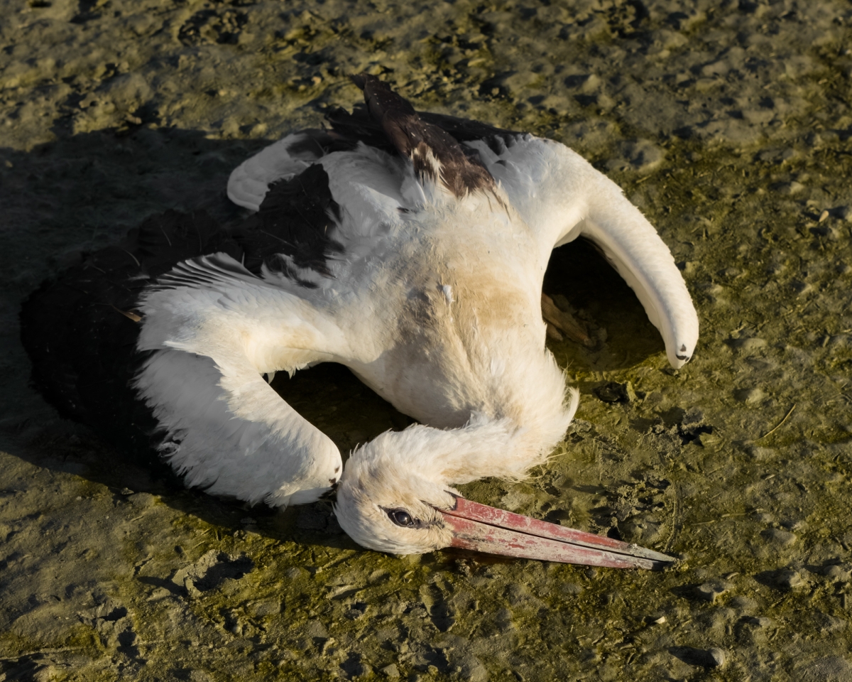 الرحيل في هدوء