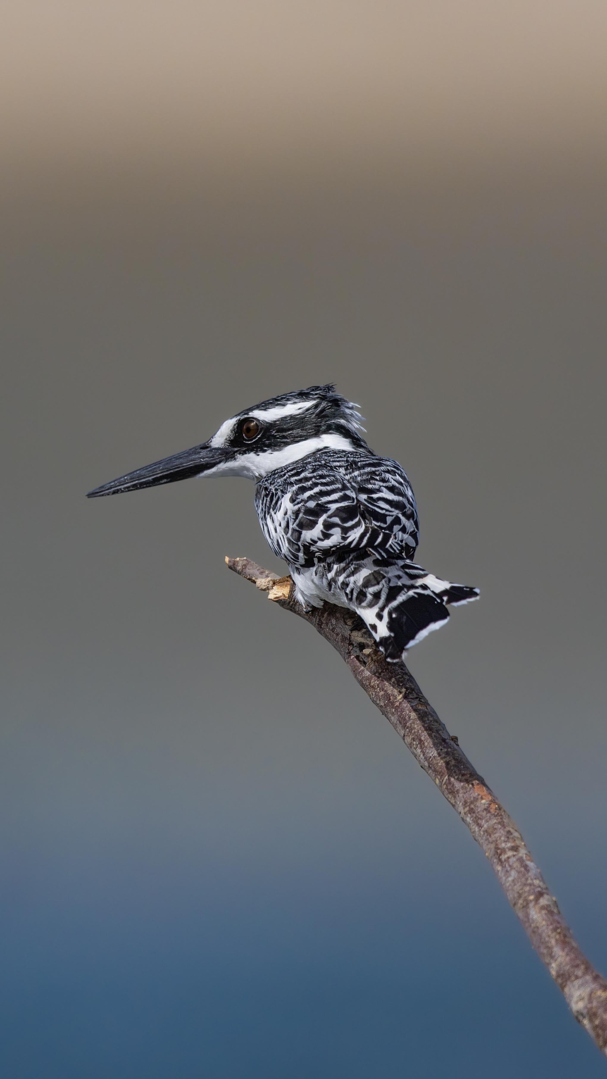 الرفراف الأبقع الأبيض