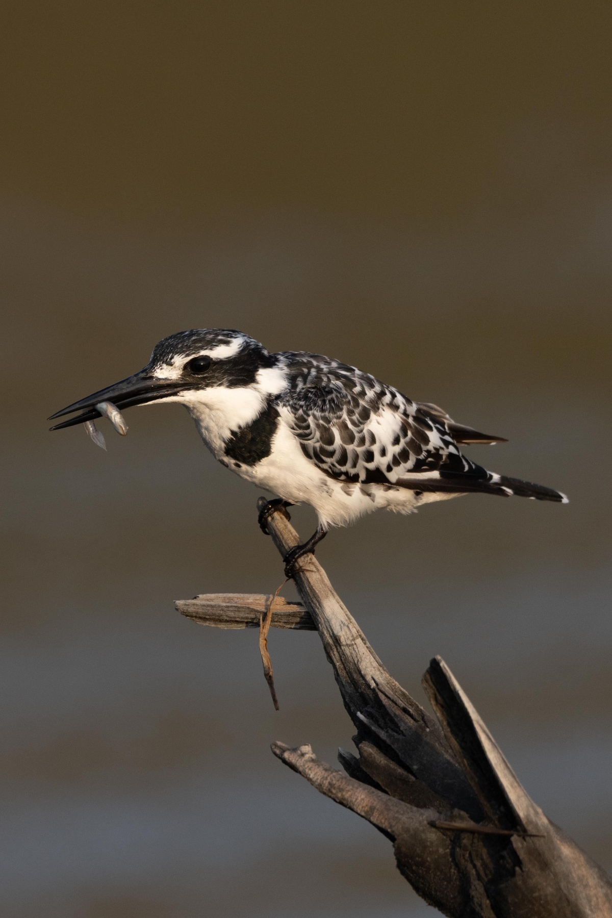 سلوك فريد في التحليق