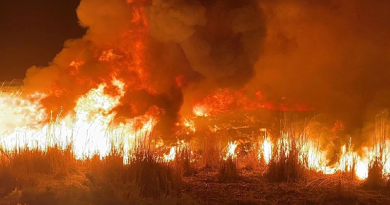 «الإطفاء» تسيطر على حريق أشجار بجانب «صباح الأحمد السكنية»