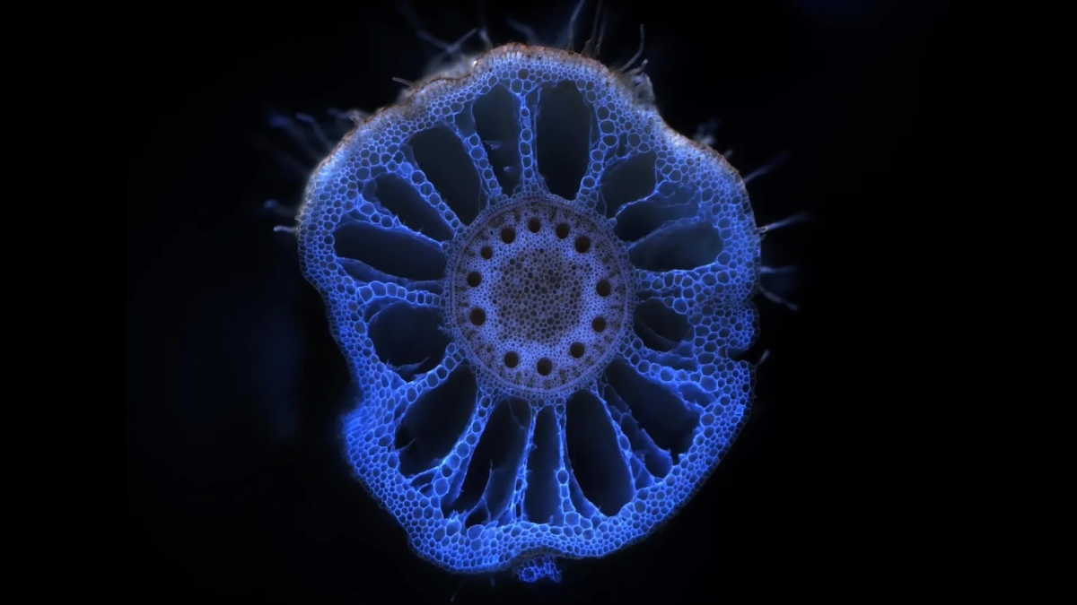 صورة تُظهر مقطعاً عرضياً لجذر ذرة 