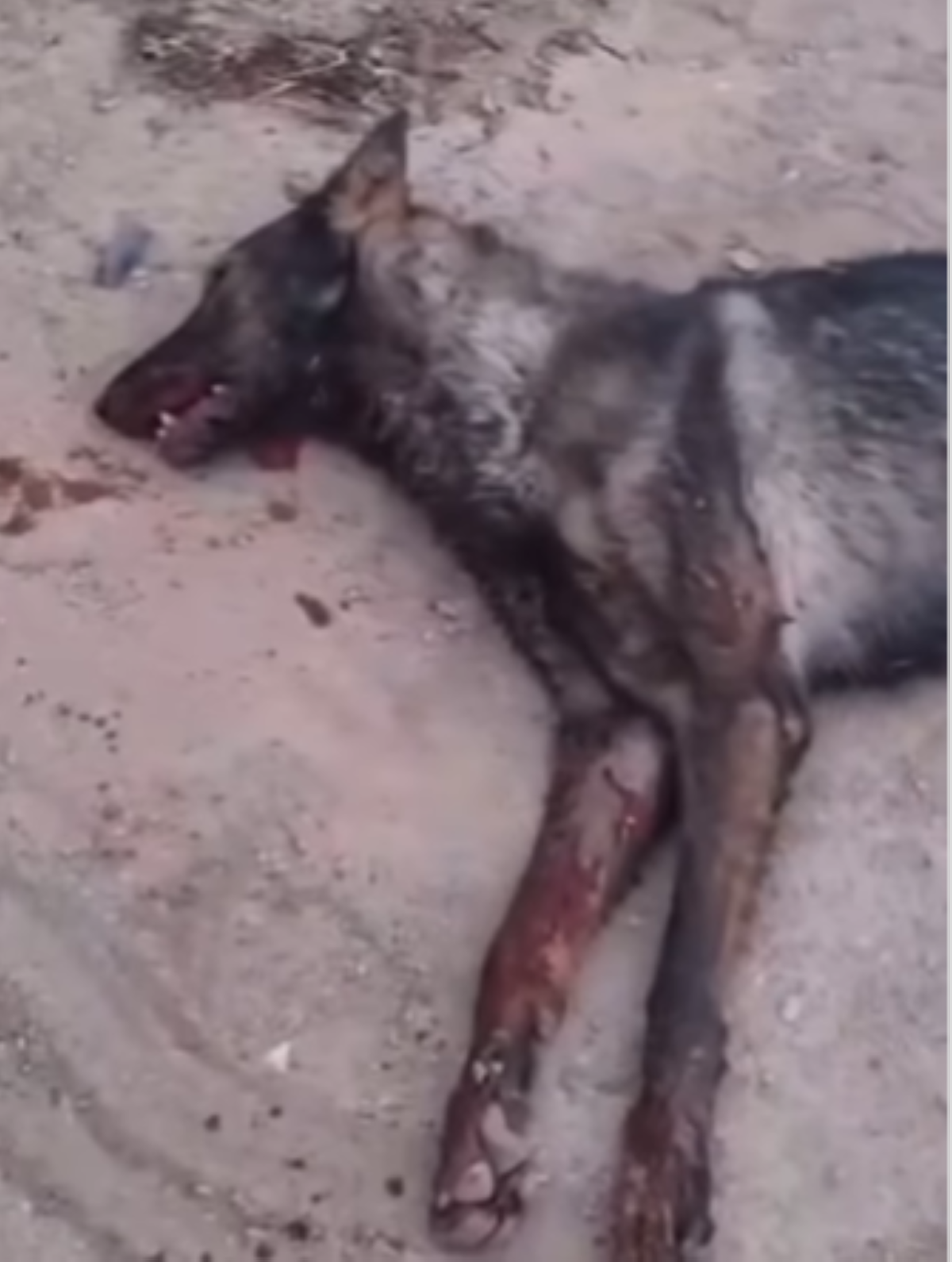 ذئب «العبدلي» بعد القضاء عليه 