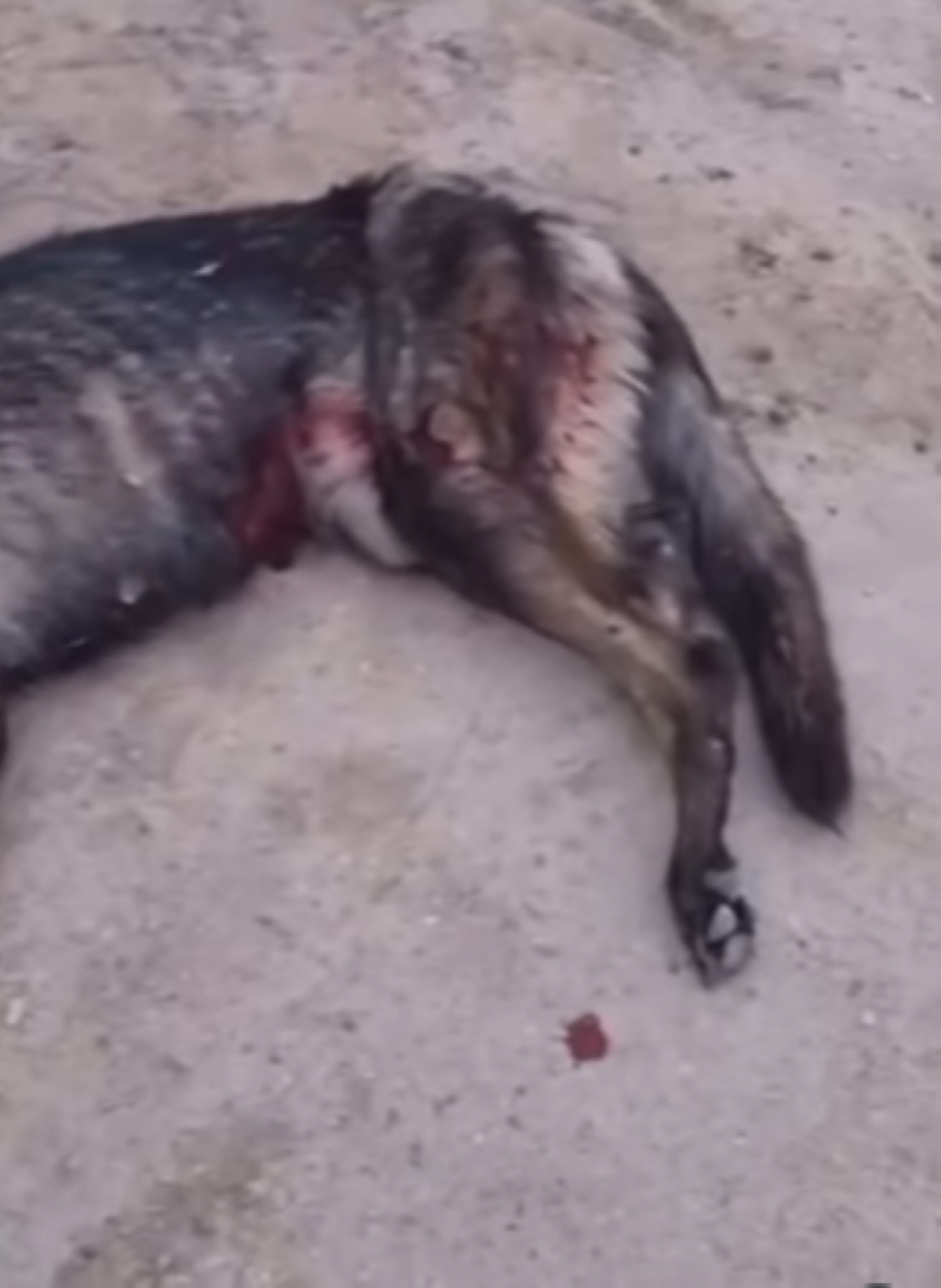 ناشطون يؤكدون أهمية التواصل مع الجهات الرسمية قبل قتل الحيوانات المفترسة 