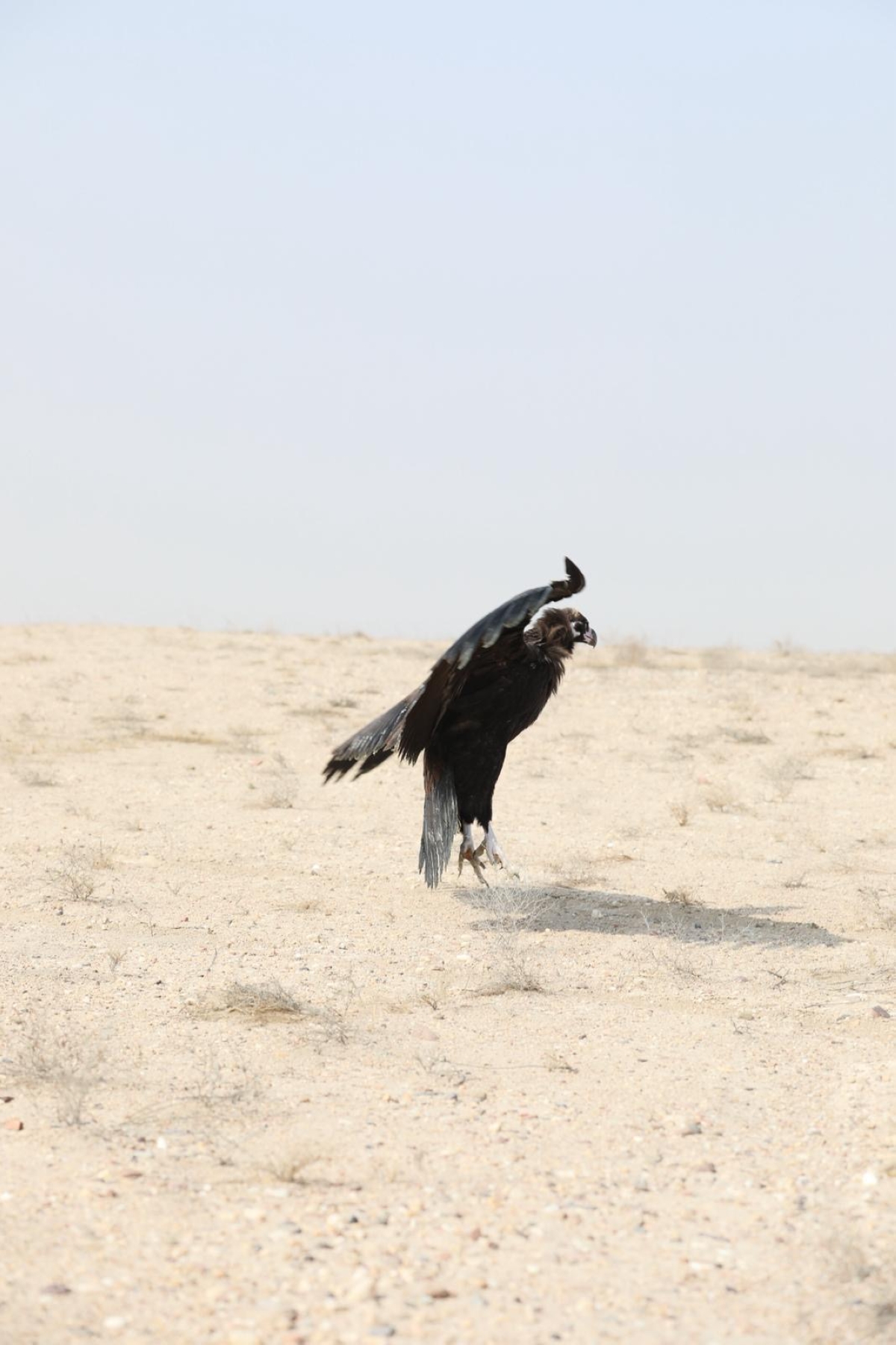 النسر يبدأ بالطيران