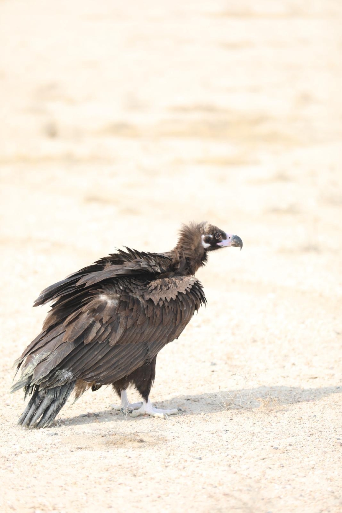 النسر المسوّد