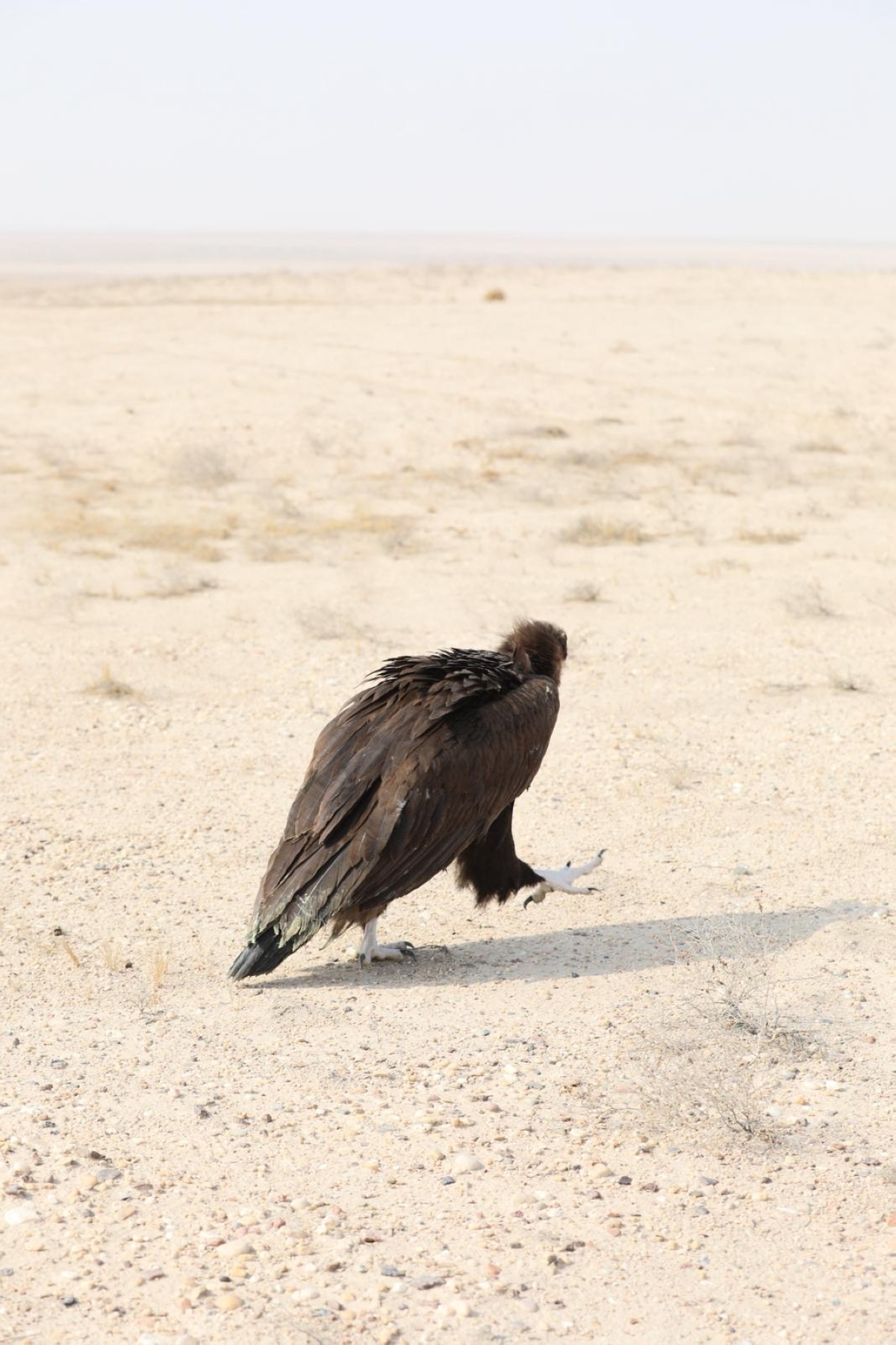 أولى خطوات الحرية