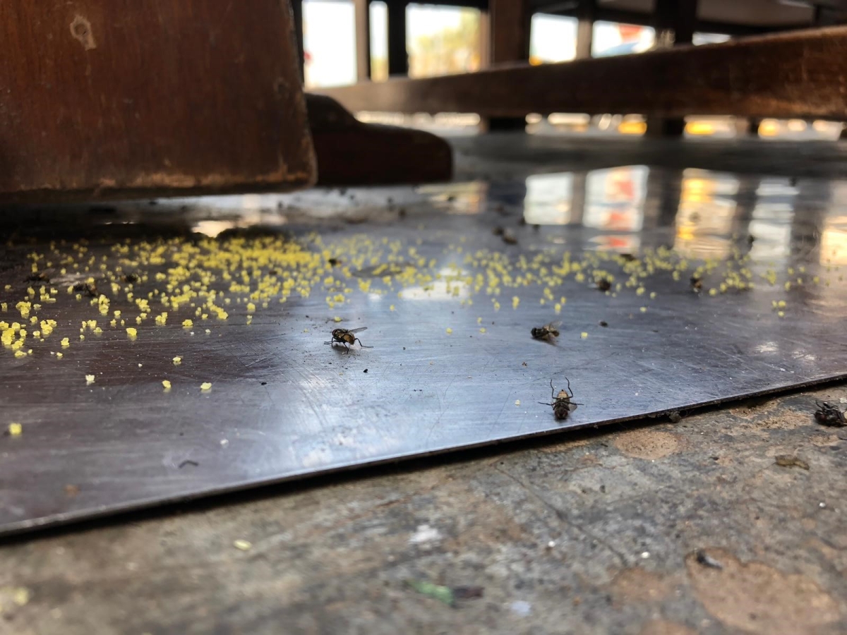 الذباب مشكلة عويصة للجميع وخصوصا في المطاعم