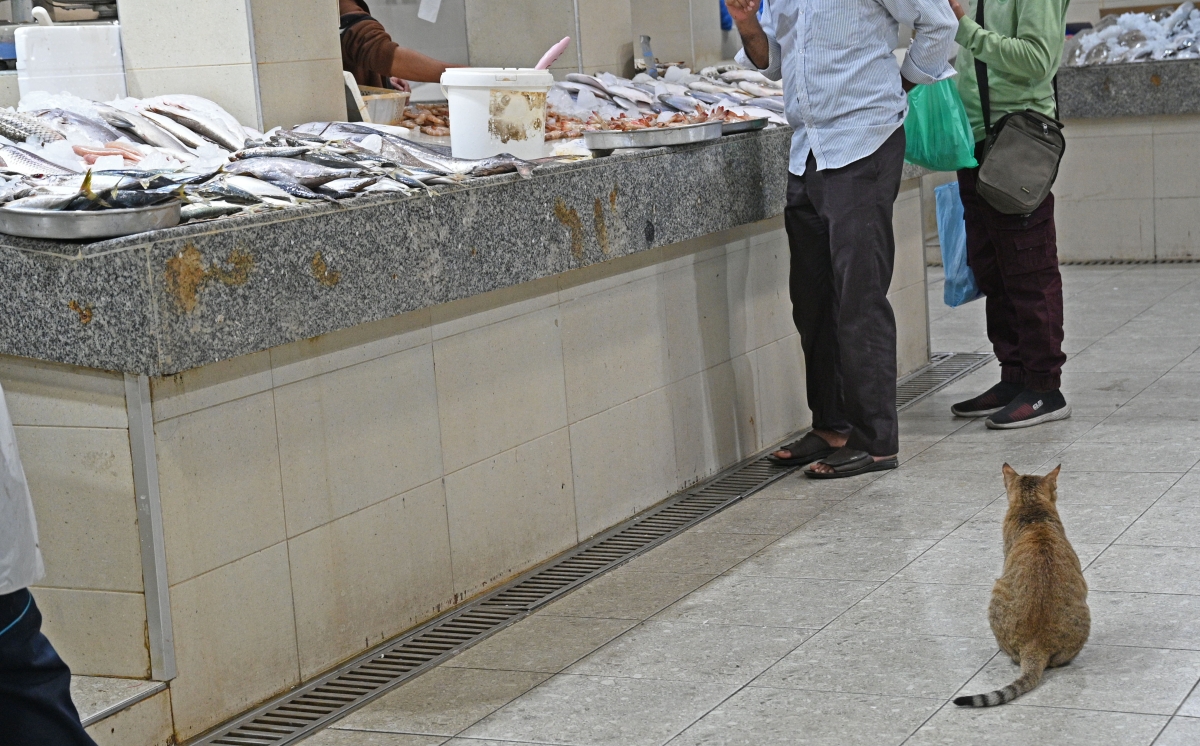 قط في السوق إلى جانب الزبائن