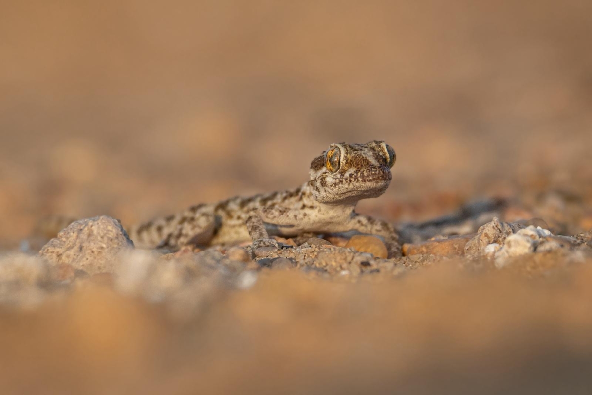 الوزغة الصخرية 