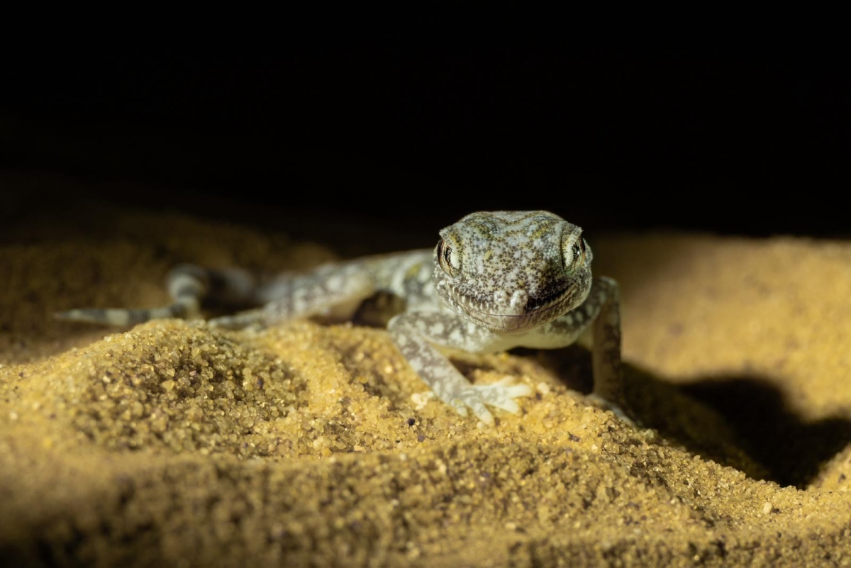 الوزغة الرملية 