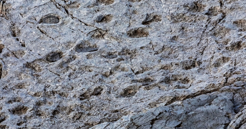 «الأكبر في العالم».. اكتشاف آثار لأقدام ديناصورات في إيطاليا 